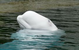 Beluga