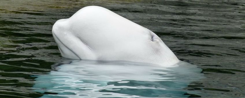 Beluga