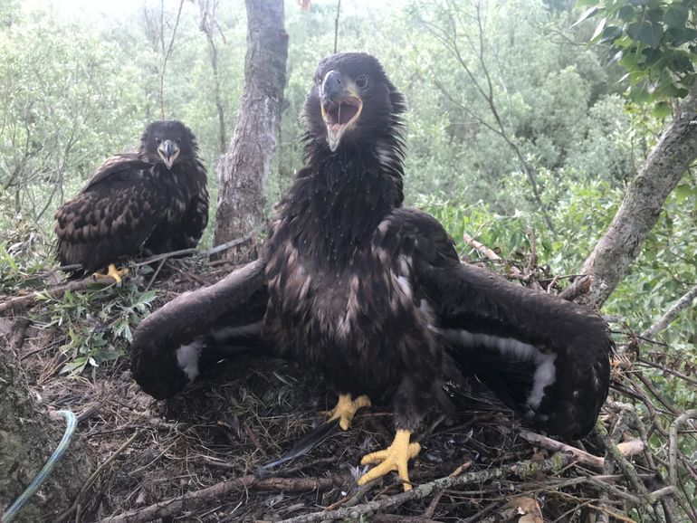 Zeearenden in nest Hellegatsplaten, Krammer-Volkerak