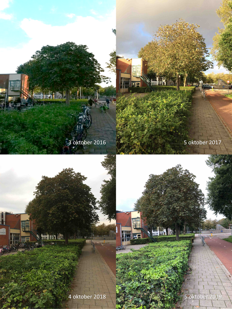 Paardenkastanje voor basisschool De Vlinderboom te Ede