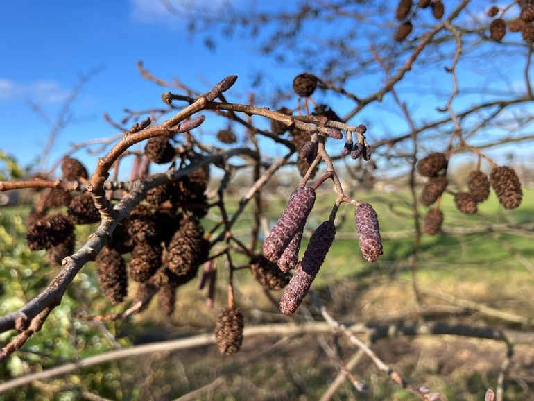 Zwarte els nog veel minder ver ontwikkeld in het noorden van het land