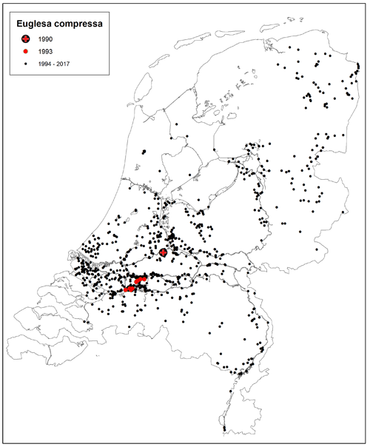 Het huidige voorkomen van de Samengedrukte erwtenmossel in Nederland