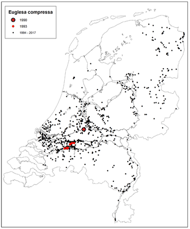 Het huidige voorkomen van de Samengedrukte erwtenmossel in Nederland