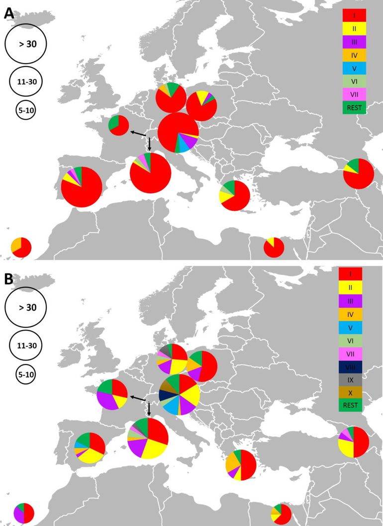 Schematic representation of Hoopoe breeding sites (Germany, Czech Republic, Austria Switzerland La Côte, Switzerland Valais, Spain, Canary Islands and Armenia) and migrant sites (Greece and Egypt) with proportions of main haplotypes based on two genetic markers (A) and (B). The frequency is represented by the circle size