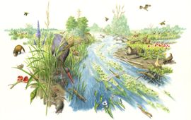 Jeroen Helmer/ARK Natuurontwikkeling Toekomstbeeld Dommeldal (zonder tekst)