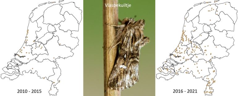 Waarnemingen van het vlasbekuiltje vanaf 2010, in twee perioden