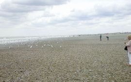 Gab en Ingrid Mulder Strandjutters en Zeemeeuwen genoten van de enorme aantallen Schelpdieren die de zomerstorm van 25 juli op het Noordzeestrand had gedeponeerd