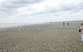 Strandjutters en Zeemeeuwen genoten van de enorme aantallen Schelpdieren die de zomerstorm van 25 juli op het Noordzeestrand had gedeponeerd