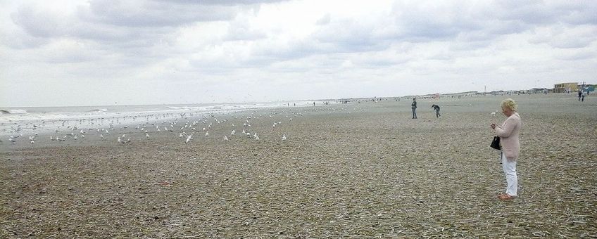 Strandjutters en Zeemeeuwen genoten van de enorme aantallen Schelpdieren die de zomerstorm van 25 juli op het Noordzeestrand had gedeponeerd