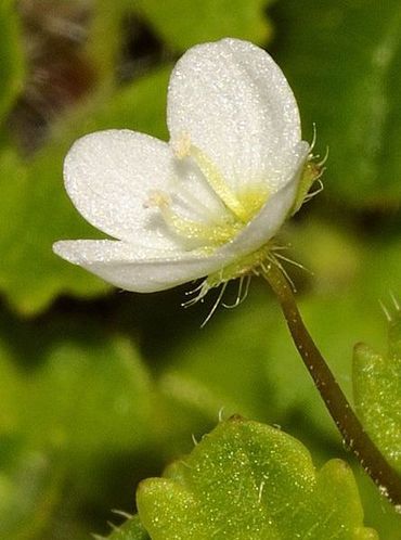 Schijnklimopereprijs bloem