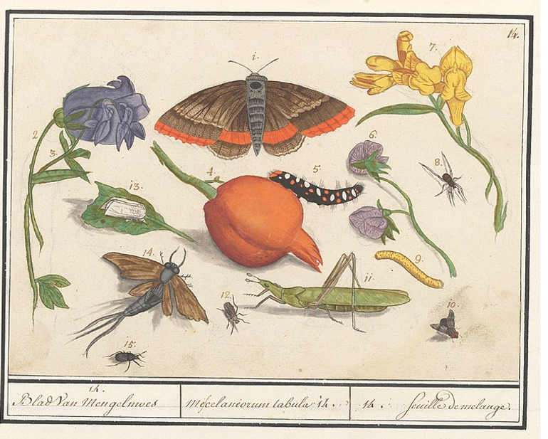 Image from the collection of Anselmus de Boodt 