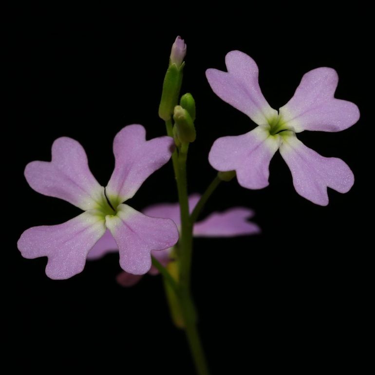 Ricotia lunaria, een kruisbloemige die in het Midden-Oosten voorkomt