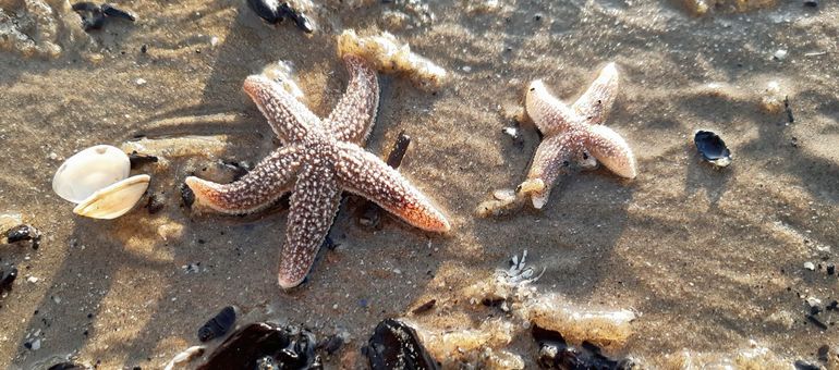 Tijdens of na storm spoelen vaak nog levende zeedieren aan. Zoals deze zeesterren bij Bloemendaal aan Zee met rechts een 'sterretje vier', als variatie op een klavertje vier. Zeesterren hebben meestal vijf gelijke armen