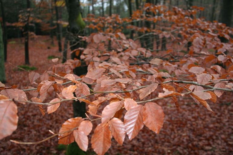 Beuk in volledige herfsttint