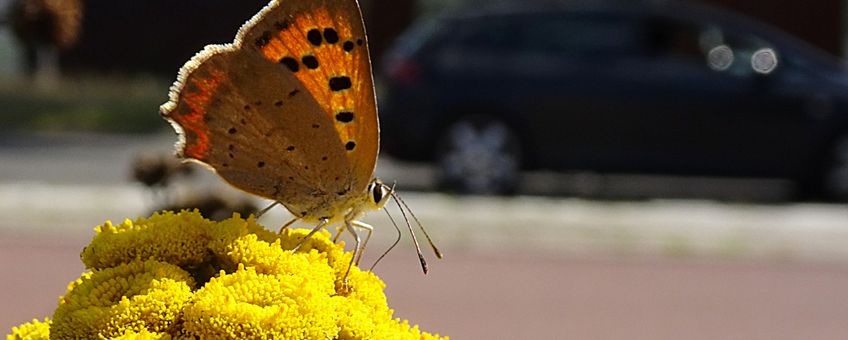 Kleine vuurvlinder in berm stad