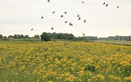FREE Nature