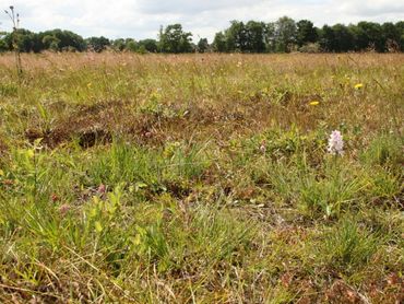 Soortenrijke ontwikkeling na ontgronding op het Eexterveld met bloeiende Gevlekte orchis