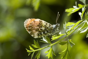 De onderzijde van de vleugels van het oranjetipje is gemarmerd