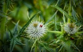 Thistle Thistle