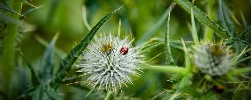 Thistle