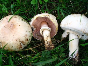 Wildplukkers moeten het verschil kennen tussen eetbare en giftige wilde champignons zoals deze giftige Karbolchampignons