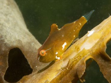 Jong exemplaar in de kleur van bruinwier, onder andere wakame