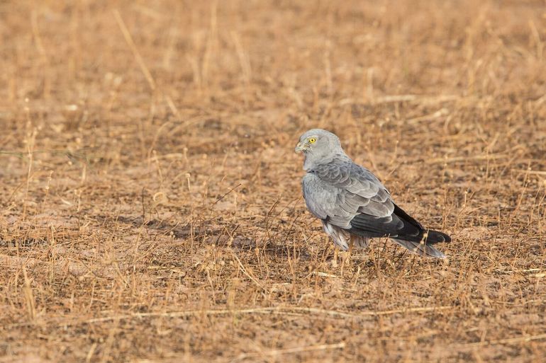 Grauwe kiekendief man in de Sahel