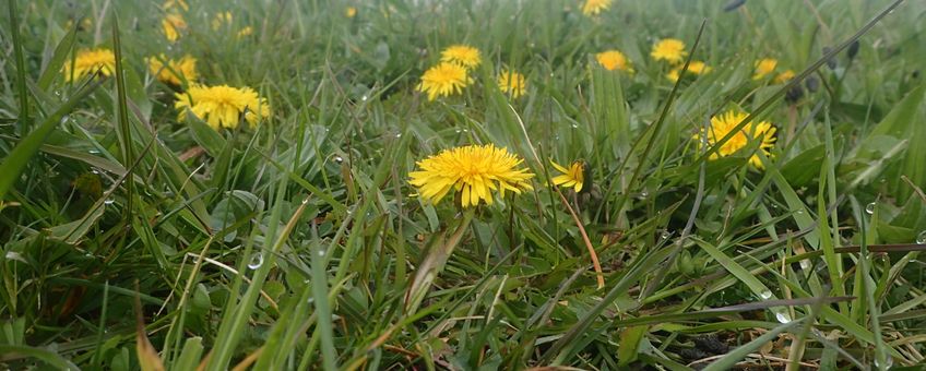 Grasland met paardenbloemen