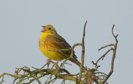 Kees van Berkel, Saxifraga Geelgors, bijgesneden lead
