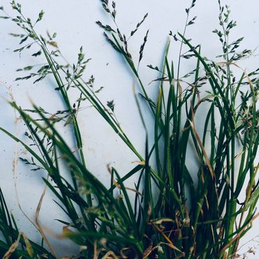 Straatgras Eragrostis minor