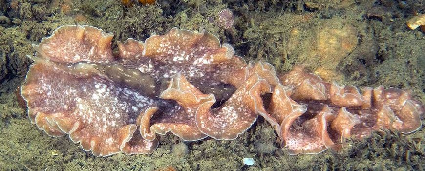 Nature Today |  Imposing emerging flatworm looking for a name