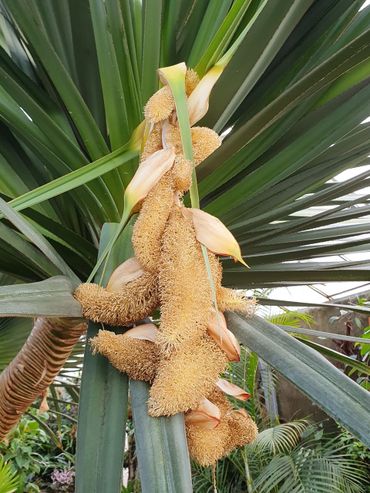 Mannelijke bloeiwijze van Pandanus utilis