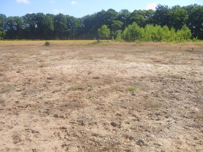 Six years after excavating the top layer of soil from the former Reijerscamp agricultural plot, the result of soil transplantation is already clearly visible. Left: a field where no thin layer of soil with soil life from a donor heath has been spread over the bare soil