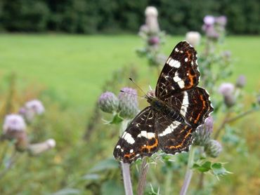 Wil je veel landkaartjes zien, zoek dan naar bloemrijke plekken. Bijvoorbeeld met koninginnenkruid, of zoals hier akkerdistel