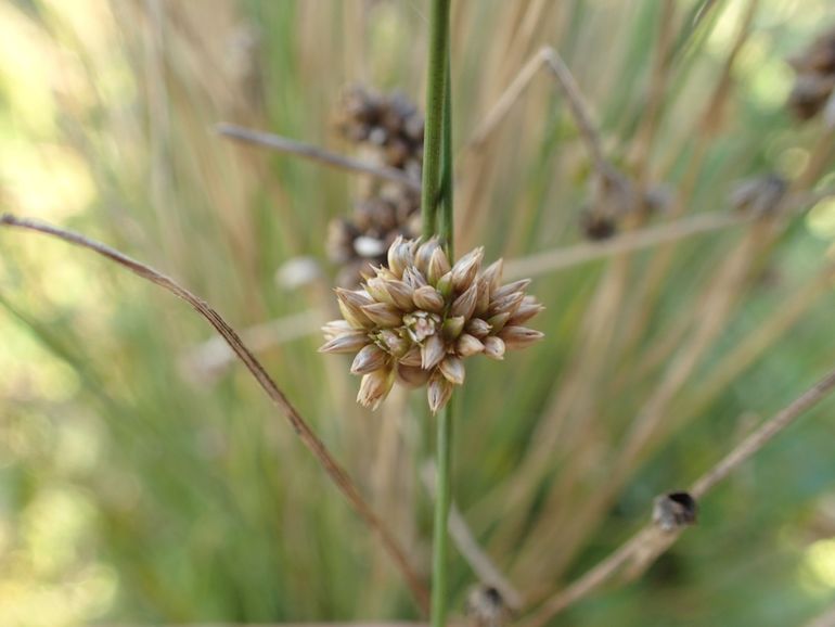 Juncus filicaulis; eerste vondst in Europa