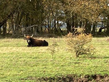 Tauros in natuurgebied Maashorst