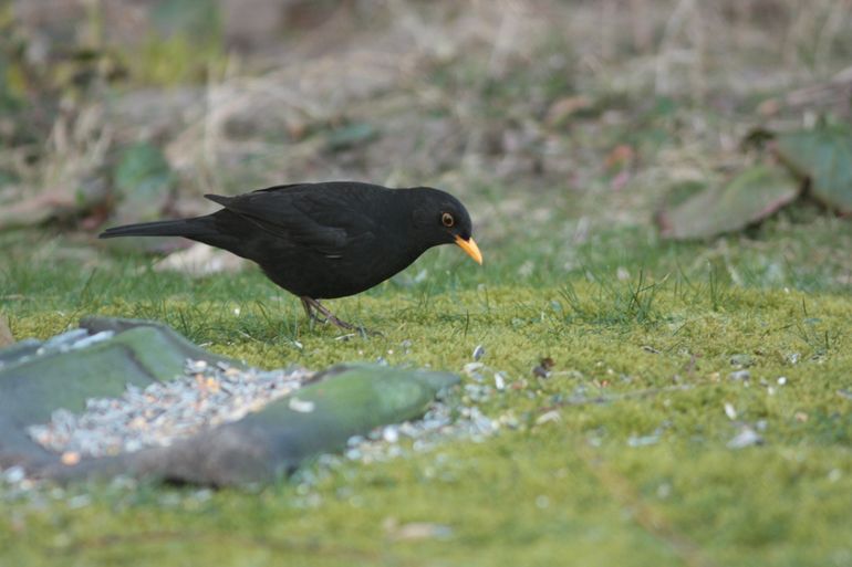 Na twaalf jaar afwezigheid is de merel weer terug voor de camera's van Beleef de Lente