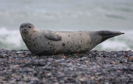 Phoca vitulina. Gewone zeehond