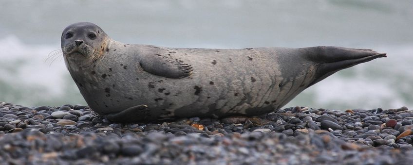 Phoca vitulina. Gewone zeehond