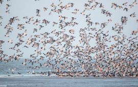 De Noordzee is een ‘antropogene zee’ geworden. (eenmalig exlcusie wmr)