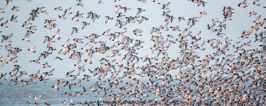 De Noordzee is een ‘antropogene zee’ geworden. (eenmalig exlcusie wmr)