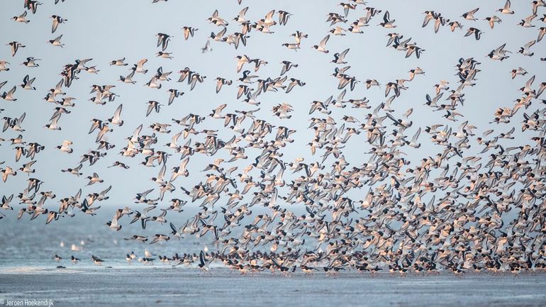 De Noordzee is een ‘antropogene zee’ geworden