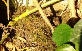 Arieta Scheffelaar Pad in nest
