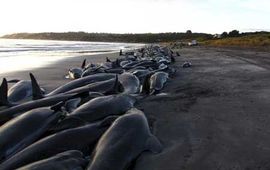 onbekend stranding grienden