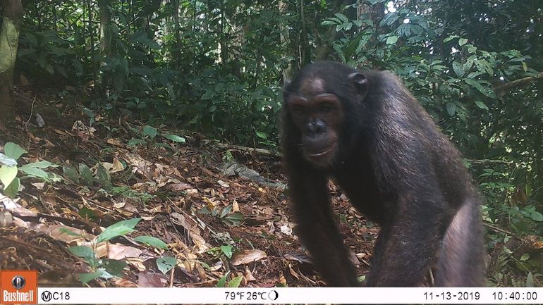 A chimpanzee in front of the camera