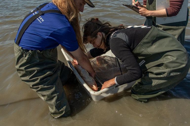 Een karper wordt opgemeten na vangst in een fuik in de Oostvaardersplassen. Deze soort is beter bestand tegen ondiepere wateren met hoge temperaturen en lage zuurstofniveaus