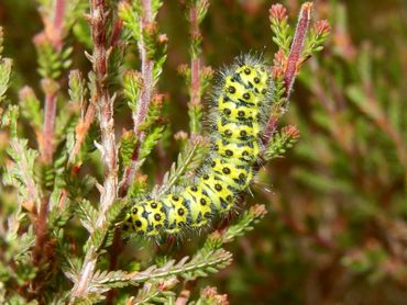 Rups van de nachtpauwoog op struikheide