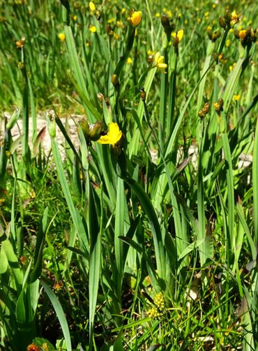 Gele bieslelie op de Grevelingendam