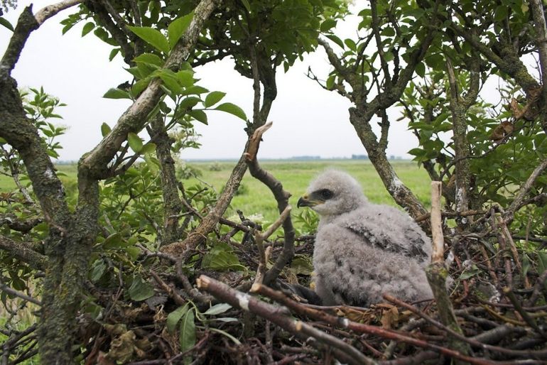 Buizerdjong op nest