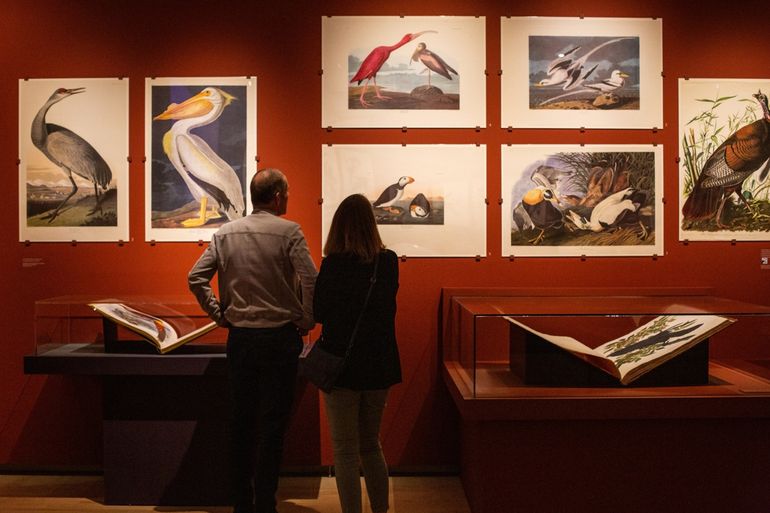 Vogelpracht in Teylers Museum